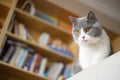 Low angle view of british shorthair cat in front of a books shelf Royalty Free Stock Photo