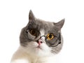 Low angle view of british shorthair cat wearing glasses Royalty Free Stock Photo