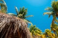 Low angle view of bunch of fresh coconuts growing on palm tree against blue cloudy sky Royalty Free Stock Photo