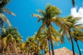 Low angle view of bunch of fresh coconuts growing on palm tree against blue cloudy sky Royalty Free Stock Photo