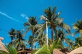 Low angle view of bunch of fresh coconuts growing on palm tree against blue cloudy sky Royalty Free Stock Photo