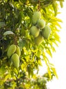 Low angle view of a bunch of unripe green mango fruits hanging from branches and their leaves