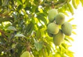 Low angle view of a bunch of unripe green mango fruits hanging from branches and their leaves