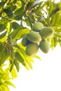 Low angle view of a bunch of unripe green mango fruits hanging from branches and their leaves