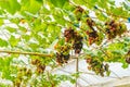 Low angle view bunches of colorful grapes with green leaves hanging in the vine