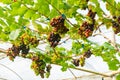 Low angle view bunches of growing colorful grapes with green leaves