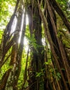 Sunlight Through Ancient Jungle Tree Roots Royalty Free Stock Photo