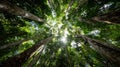 Sunburst Through Canopy Worm\'s Eye View of Tall Trees in a Forest Royalty Free Stock Photo