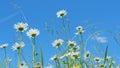 Chamomile flowers white petals with a yellow center against a brilliant blue sky. Spider swaying in wind sitting on a
