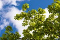 Chestnut tree branch with fresh spring green leaves in Toulouse against blue sky with white clouds Royalty Free Stock Photo