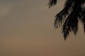 Low angle view of coconut palm leaves against the evening sky. Royalty Free Stock Photo
