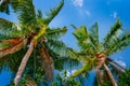 Low angle view coconut palm tree against blue sky