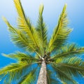 Low angle view coconut palm tree