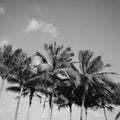 Low angle view of coconut palm trees against blue sky Royalty Free Stock Photo