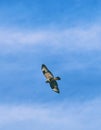 low angle view of common buzzard flying against blue sky Royalty Free Stock Photo