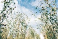 Low angle view of common flax field