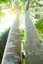 Low angle view of couple large banyan tree Royalty Free Stock Photo