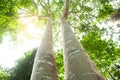 Low angle view of couple large banyan tree Royalty Free Stock Photo