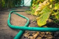 Low Angle View of Cucumber Green and Yellow Leaves and Red Tomatoes in a Greenhouse, Garden Hose on the Ground. Harvest Season Royalty Free Stock Photo