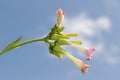 Low angle view of cultivated tobacco flowers - Nicotiana tabacum