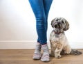 A cute furry dog sitting obediently next to its owner