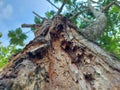Low Angle View of Decaying and Weathered Tree Trunk Royalty Free Stock Photo