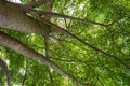 Looking up through green tree canopy, revealing large trunks, branches, and bright filtered sunlight. Royalty Free Stock Photo