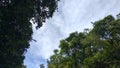 Low Angle View of Dense Green Tree Canopy Framing Blue Sky with Light Clouds Royalty Free Stock Photo