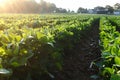 Low angle view dow a row of soybeans Royalty Free Stock Photo