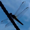 Dragonfly Silhouette With Mesh Wings Pattern