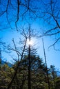 Low angle view of Dried brown branch leaves trees with sunlight on blue sky background in fall autumn season of Kamikochi national Royalty Free Stock Photo