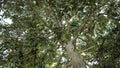 Low angle view of a durian tree that is bearing fruit Royalty Free Stock Photo