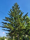 evergreen tree against blue sky Royalty Free Stock Photo