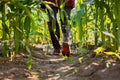 Low angle view of a farmer`s feet in rubber boots walking along maize crop. A farmer woman surveys her cornfield at sunrise to se