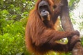 Low angle view of a female adult sumatran orangutan or Pongo abelii clinging on a tree trunk