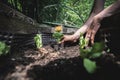 Low angle view of female hands gardening planting yellow flower