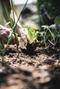 Low angle view of female hands planting green salad seedling into a home garden Royalty Free Stock Photo
