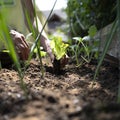 Low angle view of female hands planting young green salad seedling in fertile soil Royalty Free Stock Photo