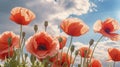 Low angle view on a field of blooming poppies, symbol of armictice. Wild flowers in a natural field. Nature concept