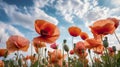 Low angle view on a field of blooming poppies, symbol of armictice. Wild flowers in a natural field. Nature concept