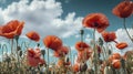 Low angle view on a field of blooming poppies, symbol of armictice. Wild flowers in a natural field. Nature concept.