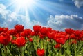 Low angle view on field with bright red tulips, blue skyand wind turbine background - Grevenbroich, Germany Royalty Free Stock Photo
