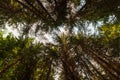 Low angle view of fir tree canopy against a sunny blue summer sky Royalty Free Stock Photo