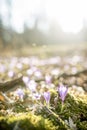 Low angle view of first spring saffron flowers blooming in beaut