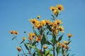 low angle view of flowering plant against clear blue sky Royalty Free Stock Photo