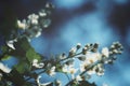 low angle view of flowering plant against sky Royalty Free Stock Photo