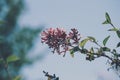 low angle view of flowering plant against sky Royalty Free Stock Photo