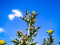 Low angle view of flowering plant against sky Royalty Free Stock Photo