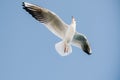 Low angle view of a flying European herring gull under the sunlight and a blue sky at daytime