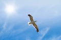 Low angle view of flying seagull isolated against blue sky background, a sun, copy space. White bird soaring alone Royalty Free Stock Photo